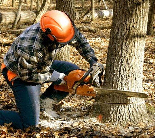 Tree Removal in Moose, WY